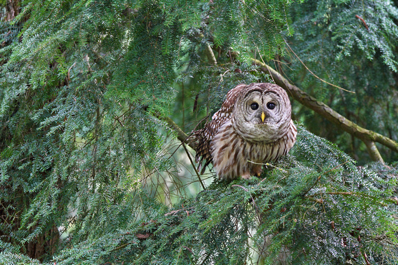 Barred Owl ♀