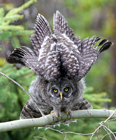 Great Gray Owlet