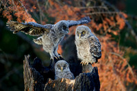 Great Gray Owlets