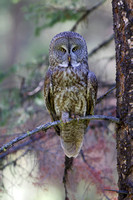 Great Gray Owl Male