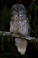 Great Gray Owl Male