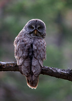 Great Gray Owl Female