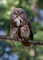 Great Gray Owl with Vole