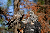 Great Gray Owl Family