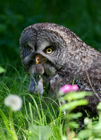 Great Gray Owl with Vole