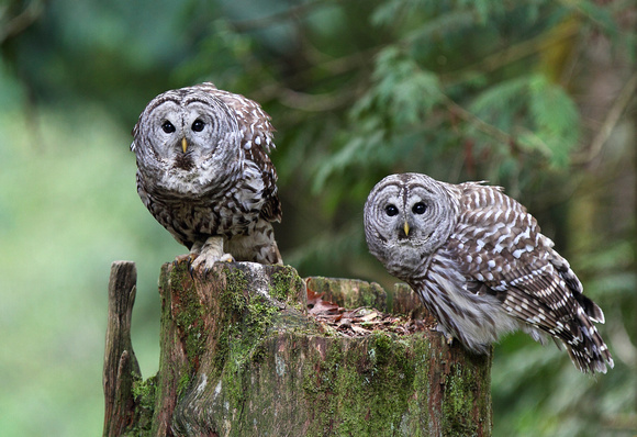 Barred Owl ♂ ♀