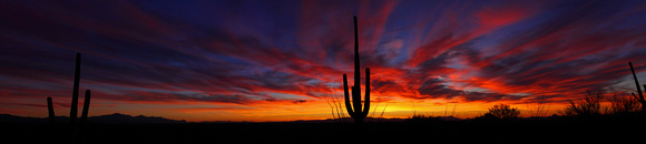 Saguaro Park East Arizona